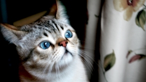 gato ojos azules libertad darsecuenta despertar espiritual emocional inteligencia emocional felino mirada sorprendente
